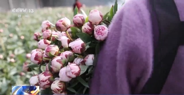 非遗映春 年宵花俏 解锁中国年消费新场景(图4)