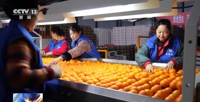 “十五五”“三农”新目标：主动应变稳中求进(图2)