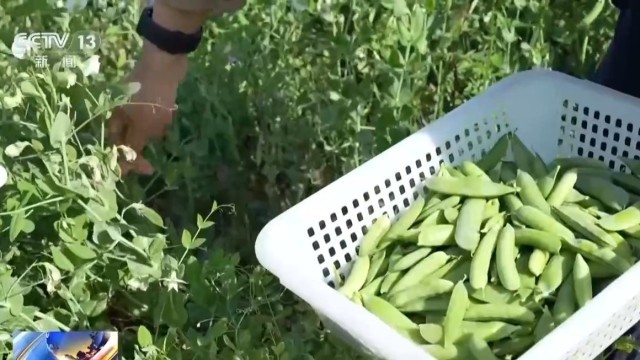 奋进“十五五” 实干开新局丨“新农具”上岗 田间地头尽显“科技范”(图1)