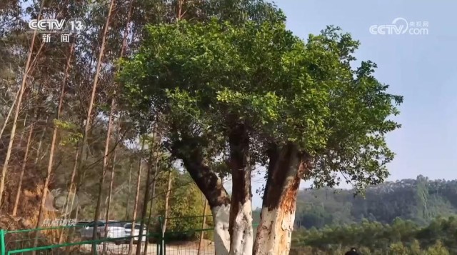 KAIYUN：深化殡葬改革书写移风易俗民生答卷(图3)