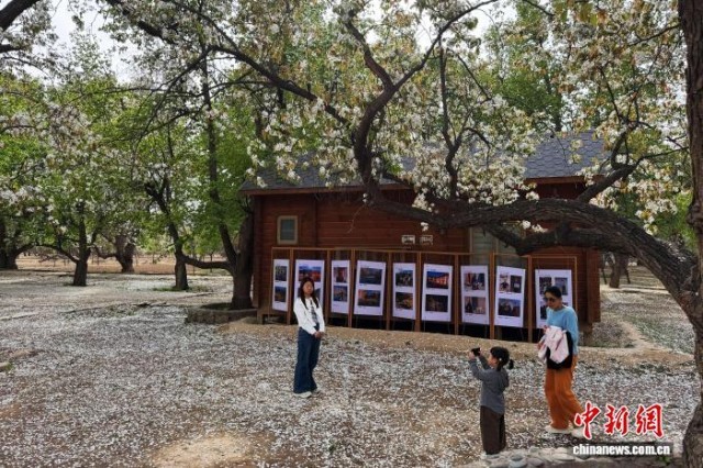 西北赏花经济升温：从一季风光到全域产业(图1)