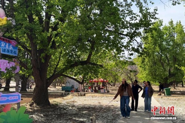 西北赏花经济升温：从一季风光到全域产业(图2)