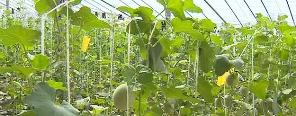 智能温室育“兰香” 铺就乡村振兴路