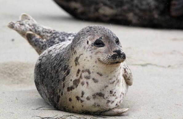 世界海洋日关注海洋生物多样性保护措施完善我国斑海豹