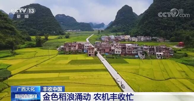 【丰收中国】金色稻浪涌动 广西大化瑶族自治县共和乡