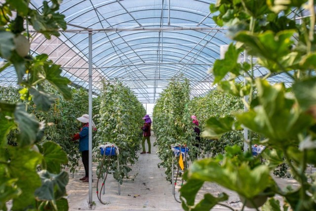 走进市场主体丨西瓜悬空长瓜皮可手撕昆明一家农企的致富经