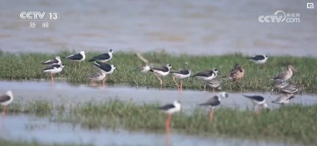 再制“海上丛林”守卫“蓝色粮仓” 海洋经济开释滂湃动能(图12)