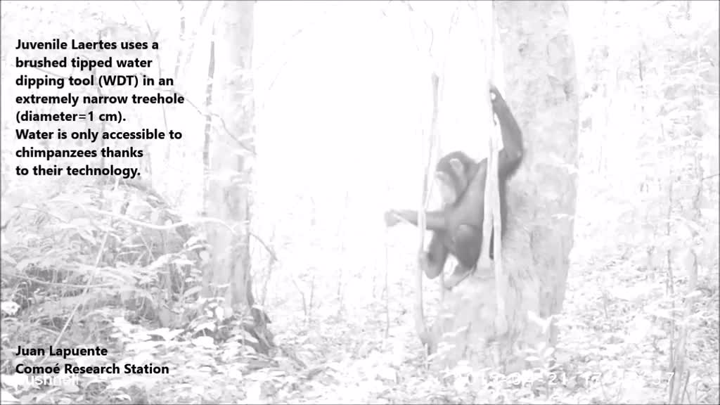 逆天！科学家首次观察到黑猩猩使用工具树洞取水