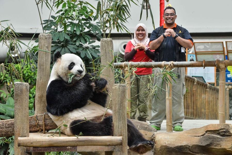 旅居大熊猫拜年 旅居大熊猫拜年