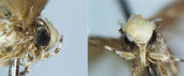 新种蛾命名特朗普 新种蛾命名特朗普