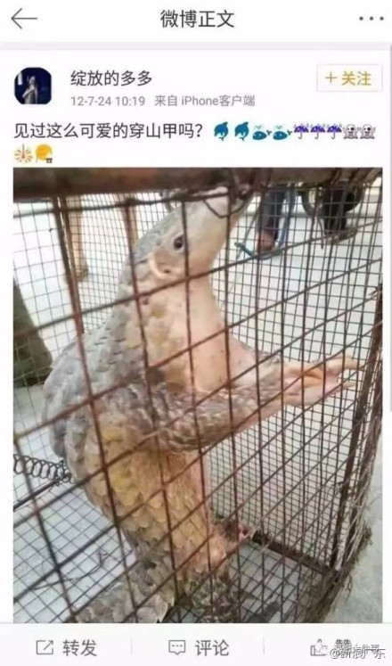 穿山甲公主归案 穿山甲公主归案