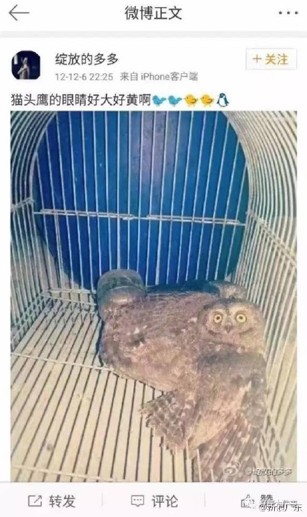 穿山甲公主归案 穿山甲公主归案