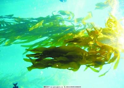 >> 正文   中国科学院海洋研究所海藻种质库科研团队与日本北海道大学