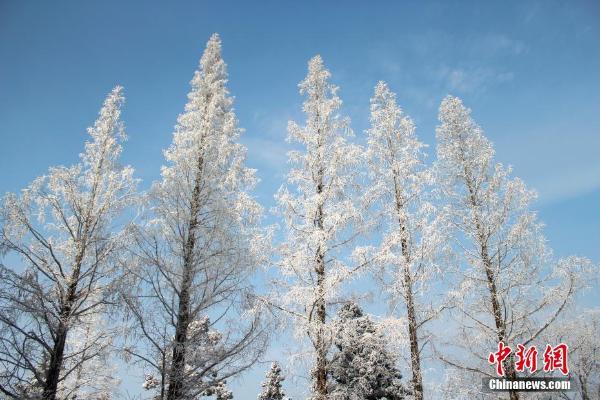 庐山仲春时节现雨凇雾凇景观 冰裹花朵雪压枝