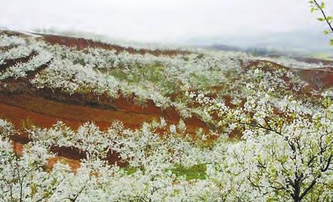 阳春三月 赏花踏青正当时  第3张