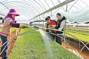 >> 正文 盛耘农业开发公司工人给西红柿苗床浇水.