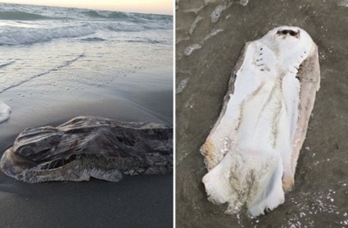 �Ĵ����Ǻ�̲�ֲ�����������