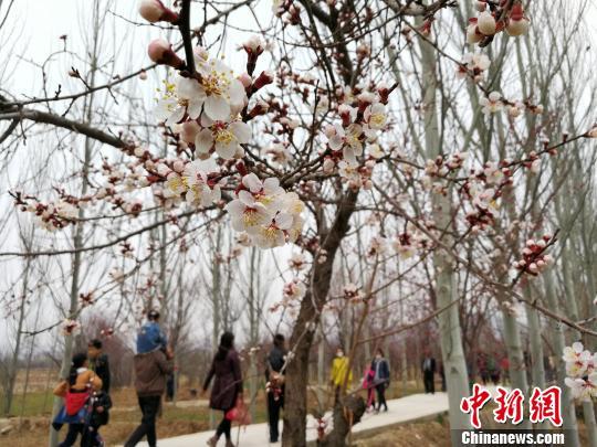 青海:黄河岸边杏花探早春(图)
