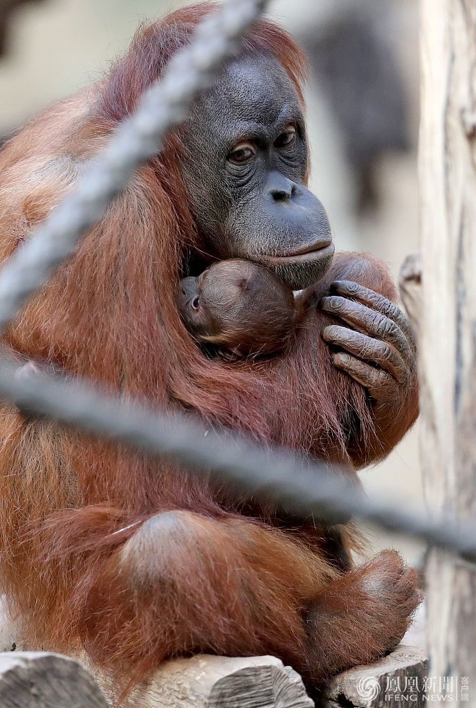 猩猩妈妈紧抱新生宝宝不让碰