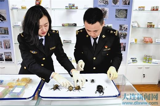 大连海关邮递渠道截获9只 宠物 甲虫