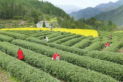 万源明前茶收购价创新高