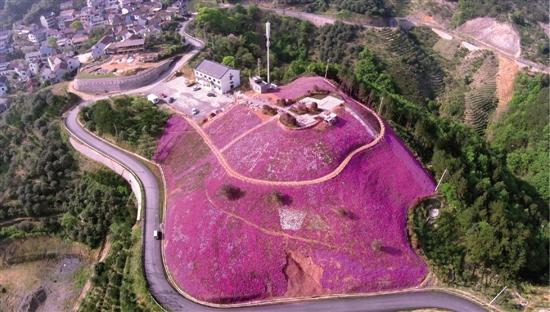 芝樱花海 绽放山头