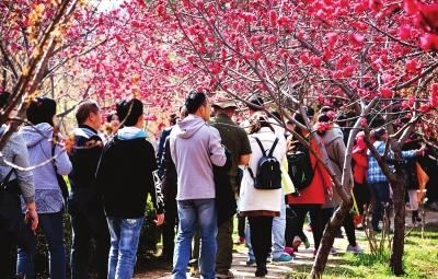 鹤壁樱花节何以魅力独具