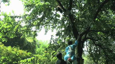 壁纸 树 400_224 gif 动态图 动图