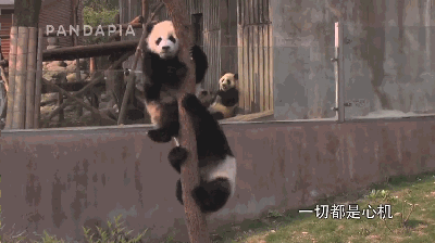 壁纸 动物 狗 狗狗 400_224 gif 动态图 动图