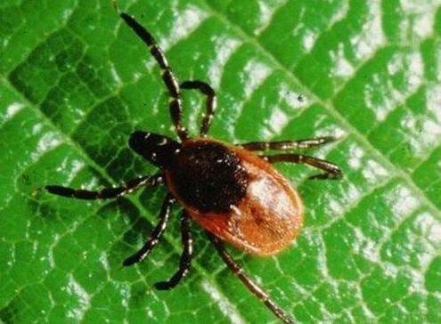 ���ӵ���о�������С�� ������˲��˫����������