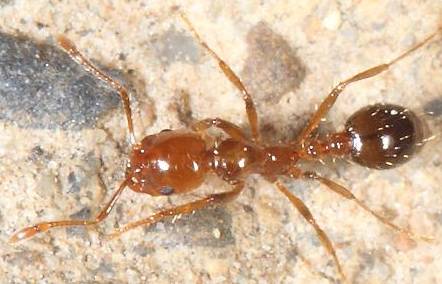 ���ӵ���о�������С�� ������˲��˫����������