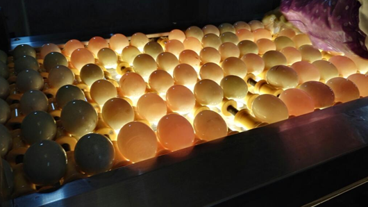 不仅把各类高质量蛋品给你挑,天猫生鲜更要引