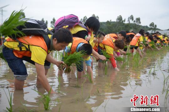福建惠安千人亲子齐插秧 倡绿色简约生活__中国青年网
