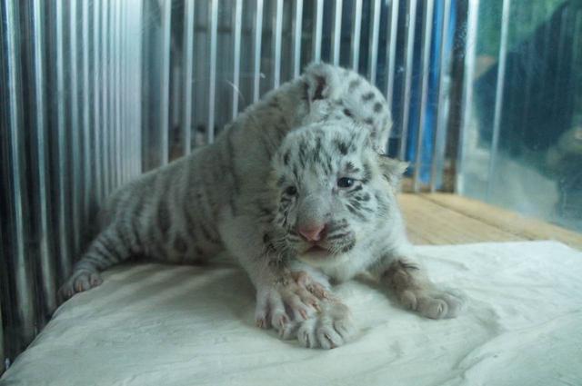 ���춯��԰�׶�����̥�׻���������һ�����������