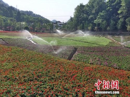 杭州大慈岩建民宿集聚区 美丽景色 转型 美丽产