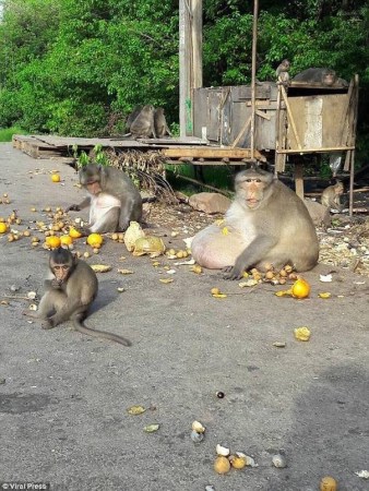 泰国胖猴子接受系统减肥 被严格控制饮食练荡秋千