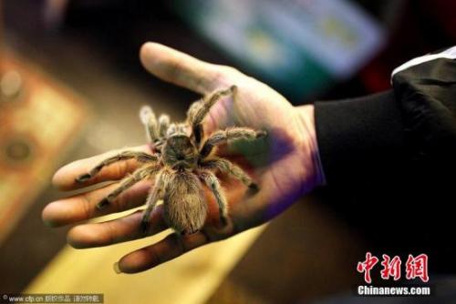 ����ͼ��֩��