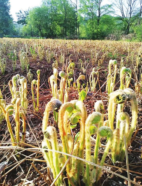 蛟河市前进乡三河村山野菜种植专业合作社野薇菜长势正旺.