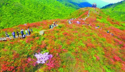 大围山杜鹃花海__中国青年网