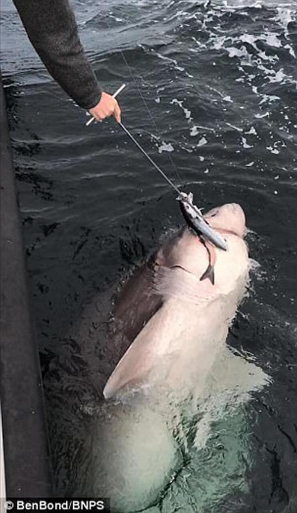 男子出海钓鱼意外捕获全欧洲最巨大的鲨鱼——灰六鳃鲨长逾7米