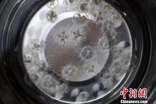 ���������һ�ˮĸ