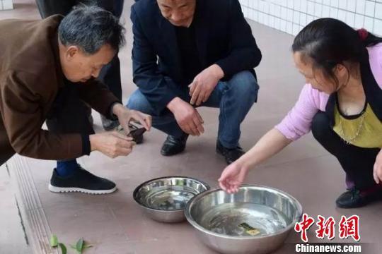 鱼塘发现桃花水母 鱼塘发现桃花水母