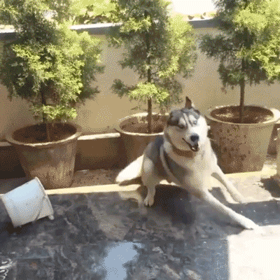 喜欢给自己加戏的二哈,一桶水都能玩出花来!