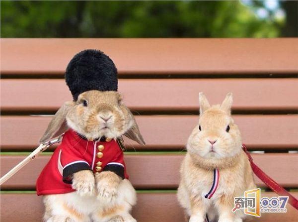 兔子被主人精心打扮 樱花树下拍大量写真照片