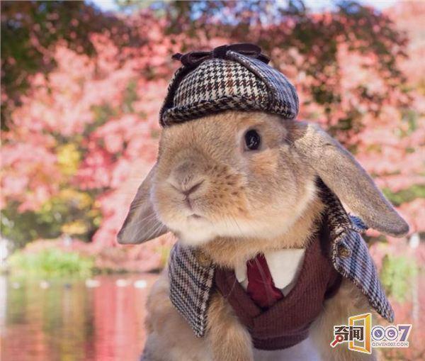兔子被主人精心打扮 樱花树下拍大量写真照片