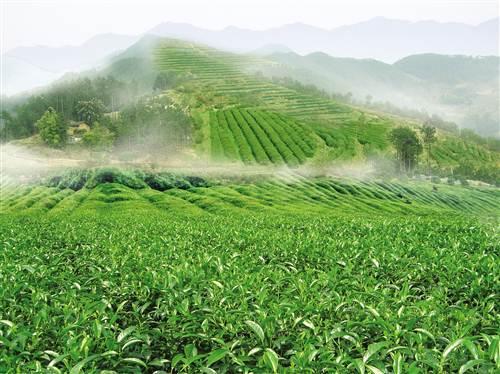 云阳 走绿色涵养发展路 建生态经济示范县