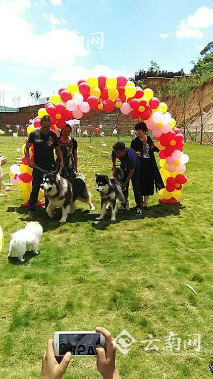 民众为狗办婚礼 穿白纱还发结婚证花瓣小狗围绕