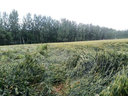 受灾山东因大风降雨造成40余万亩小麦倒伏