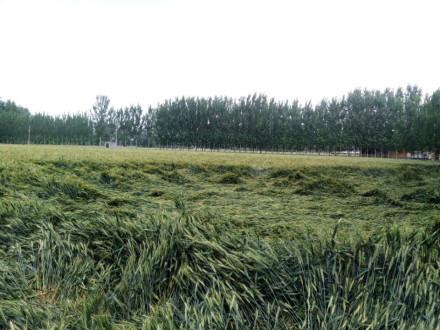 受灾山东因大风降雨造成40余万亩小麦倒伏