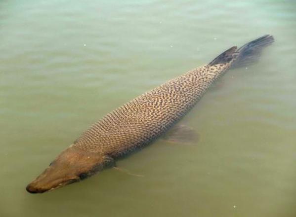 日本名古屋河里捕获外来种肉食鱼鳄雀鳝 剖开后竟是这样